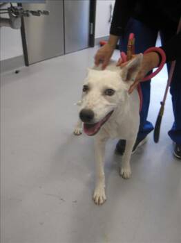 Rescue Mixed Breed Dogs for Adoption in Santa Fe, New Mexico - LILLY | PetCurious