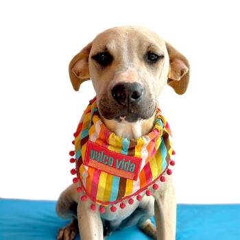 Rescue Labrador Retriever and Greyhound Dogs for Adoption in San Diego, California - LOUIE | PetCurious