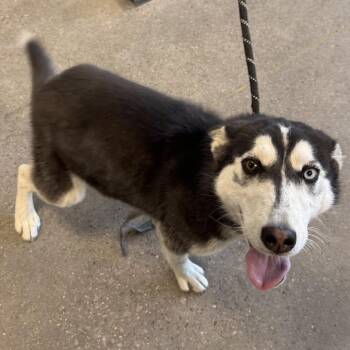Mixed Breed Dogs Available for Adoption in Las Cruces, New Mexico - Harper | PetCurious