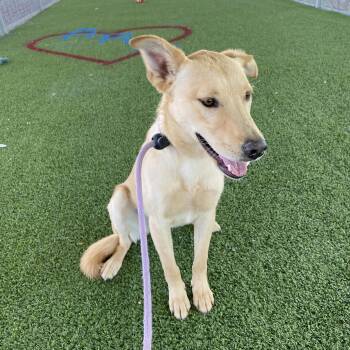 Rescue Labrador Retriever Dogs for Adoption in Canutillo, Texas - Lock | PetCurious