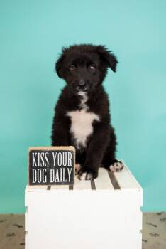 Australian Cattle Dog Blue Heeler Dogs Available for Adoption in Brighton, Colorado - 322-26 | PetCurious