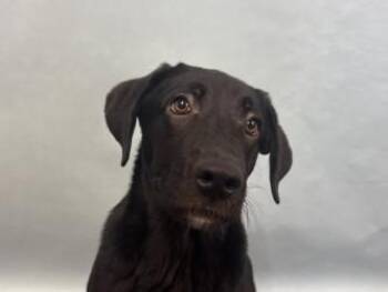 Ikor -  Labrador Retriever and Mixed Breed Dog for Adoption in Woodbury, Minnesota - Ikor | PetCurious