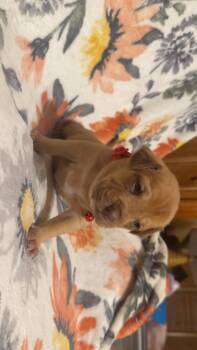 Shepherd and Boxer Dogs Available for Adoption - Teddy-Stella