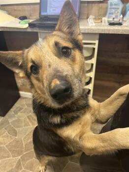 VINCENT -  German Shepherd Dog and Australian Cattle Dog Blue Heeler Dog for Adoption in Chester, South Carolina - VINCENT | PetCurious