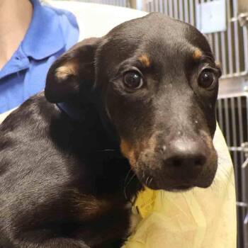 Wyoming -  Mixed Breed Dog for Adoption in Port Washington, New York - Wyoming | PetCurious