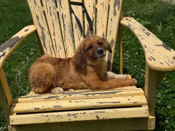 Rico -  Spaniel and Labradoodle Dog for Adoption in Lexington, Kentucky - Rico | PetCurious