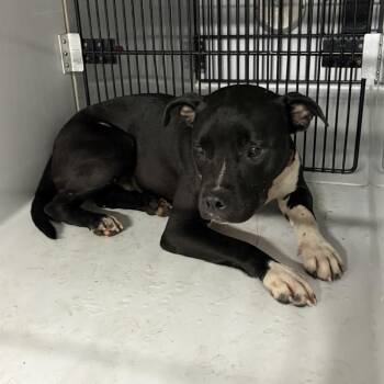 Gleaming -  Pit Bull Terrier Dog for Adoption in Beaumont, Texas - Gleaming | PetCurious