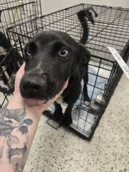 Blue Eyevy -  Mixed Breed Dog for Adoption in Atlanta, Georgia - Blue Eyevy | PetCurious