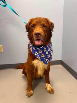 Fats -  Collie and Terrier Dog for Adoption in Zanesville, Ohio - Fats | PetCurious