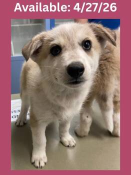 Cattle Dog and Mixed Breed Dogs Available for Adoption in Greenville, Texas - Dog Kennel #8 Vanilla | PetCurious