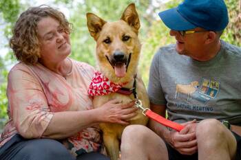 Shepherd Dogs Available for Adoption in Colorado Springs, Colorado - Skye | PetCurious