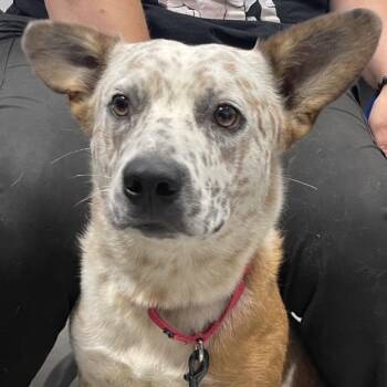 Rescue Australian Cattle Dog Blue Heeler Dogs for Adoption in Maysville, Kentucky - Boo | PetCurious