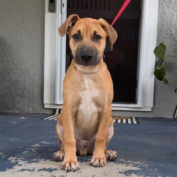 Sparky -  Labrador Retriever and German Shepherd Dog Dog for Adoption in Dayton, Ohio - Sparky | PetCurious