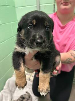 Robin -  Australian Cattle Dog Blue Heeler Dog for Adoption in Blountville, Tennessee - Robin | PetCurious
