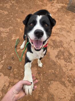 Bosco -  Border Collie and Labrador Retriever Dog for Adoption in Roosevelt, Utah - Bosco | PetCurious