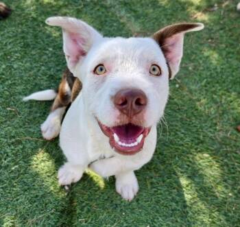 Frankenstein -  Terrier Dog for Adoption in Littleton, Colorado - Frankenstein | PetCurious