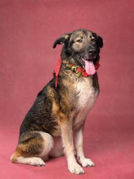 KAYLA -  German Shepherd Dog and Mixed Breed Dog for Adoption in Atlanta, Georgia - KAYLA | PetCurious