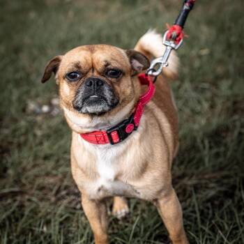 Pug and Chihuahua Dogs Available for Adoption in Tomah, Wisconsin - Brisket | PetCurious
