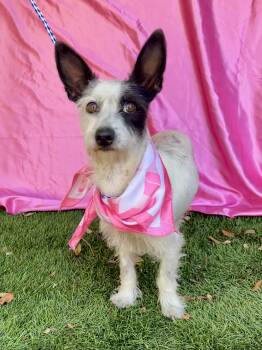 DARCY -  Terrier and Chihuahua Dog for Adoption in Rowland Heights, California - DARCY | PetCurious