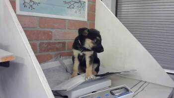 Labrador Retriever and Mixed Breed Dogs Available for Adoption in Houston, Texas - SERA | PetCurious