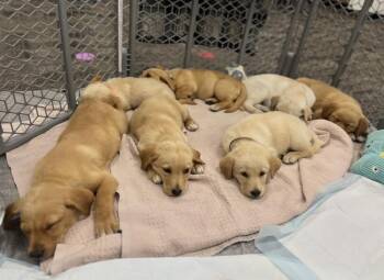Labrador Retriever and Mixed Breed Dogs Available for Adoption in Broomfield, Colorado - Couturier / Pinot | PetCurious