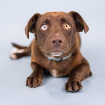 Felt -  Mixed Breed Dog for Adoption in Portland, Oregon - Felt | PetCurious