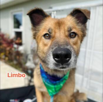 Rescue Australian Shepherd Dogs for Adoption in Fort Pierce, Florida - Limbo | PetCurious
