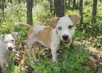 Scar -  Pit Bull Terrier and Australian Cattle Dog Blue Heeler Dog for Adoption in Goldendale, Washington - Scar | PetCurious