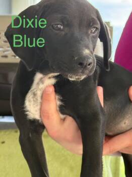 Dixie Blue -  Hound Dog for Adoption in Saint Francisville, Louisiana - Dixie Blue | PetCurious