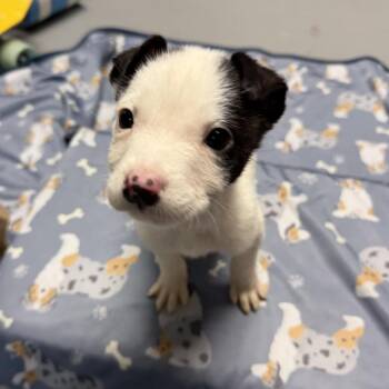 Terrier Dogs Available for Adoption in Stormville, New York - NY Freckles (Foster In Carmel NY) | PetCurious