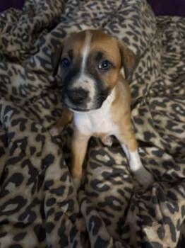 Rescue Shepherd and Mixed Breed Dogs for Adoption in Warr Acres, Oklahoma - Lettie | PetCurious