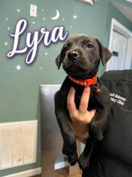 Lyra- Just a girl hoping for a home -  Black Labrador Retriever Dog for Adoption in Conway, South Carolina - Lyra- Just A Girl Hoping For A Home | PetCurious