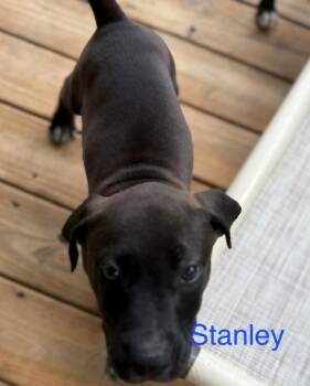 Rescue Labrador Retriever Dogs for Adoption in Parma, Ohio - Stanley | PetCurious