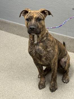 SCAMPI -  Pit Bull Terrier Dog for Adoption in Las Vegas, Nevada - SCAMPI | PetCurious