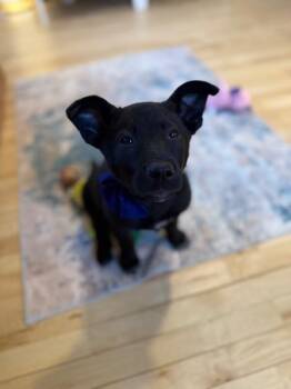 Shepherd and Husky Dogs Available for Adoption - Frost Rain | PetCurious