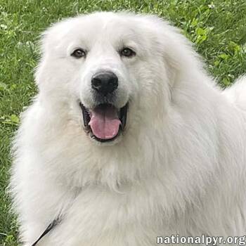 Casper in CT - Adores Cuddles & Cheese -  Great Pyrenees Dog for Adoption in Beacon, New York - Casper In CT - Adores Cuddles & Cheese | PetCurious