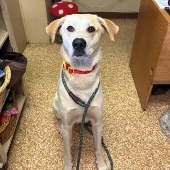 Max -  Anatolian Shepherd Dog for Adoption in Chehalis, Washington - Max | PetCurious