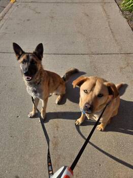 Bruce -  German Shepherd Dog Dog for Adoption in Grand Forks, North Dakota - Bruce | PetCurious