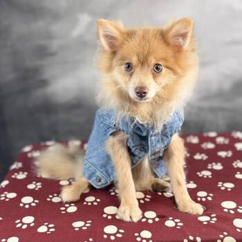 Churro -  Pomeranian Dog for Adoption in Garland, Texas - Churro | PetCurious