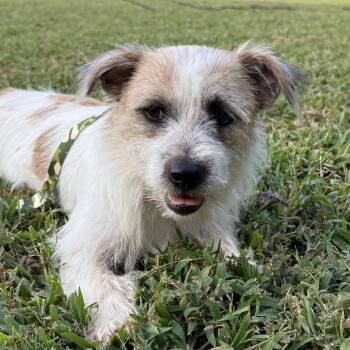 Rocky -  Terrier and Mixed Breed Dog for Adoption in Pennsville Township, New Jersey - Rocky | PetCurious