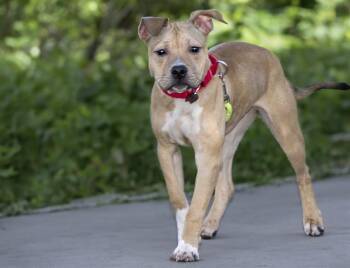 RUBY -  Pit Bull Terrier Dog for Adoption in St. Louis, Missouri - RUBY | PetCurious