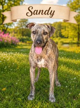 Sandy -  American Bully Dog for Adoption in Darien, Georgia - Sandy | PetCurious