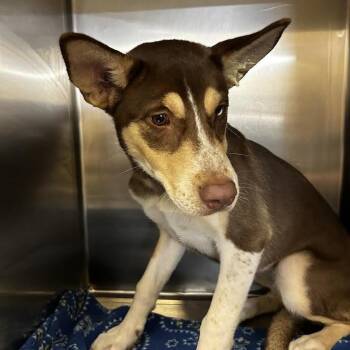 Maj -  Mixed Breed Dog for Adoption in Chattanooga, Tennessee - Maj | PetCurious