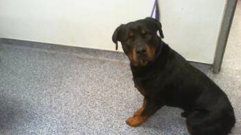 Rottweiler Dogs Available for Adoption in Charlotte, North Carolina - KNUCKLES | PetCurious