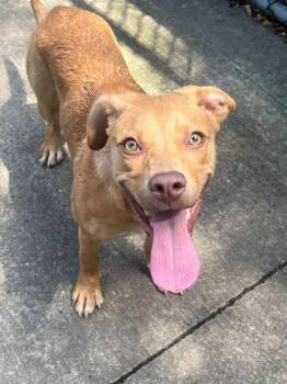 Lilo -  Pit Bull Terrier Dog for Adoption in Chicago, Illinois - Lilo | PetCurious