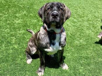 Mastiff and Mixed Breed Dogs Available for Adoption in Moreno Valley, California - LEONARDO | PetCurious