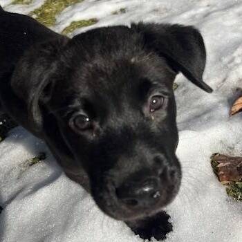 Black Labrador Retriever Dogs Available for Adoption - Zuma | PetCurious