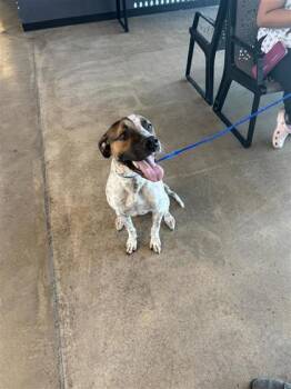 Rescue Mixed Breed Dogs for Adoption in West Chester, Pennsylvania - Brownie Fka Marlin | PetCurious