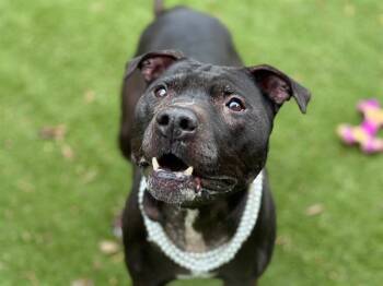 Pit Bull Terrier Dogs Available for Adoption - NINA | PetCurious