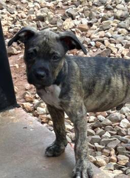 Mork Lonestar -  Terrier Dog for Adoption in Rockaway, New Jersey - Mork Lonestar | PetCurious